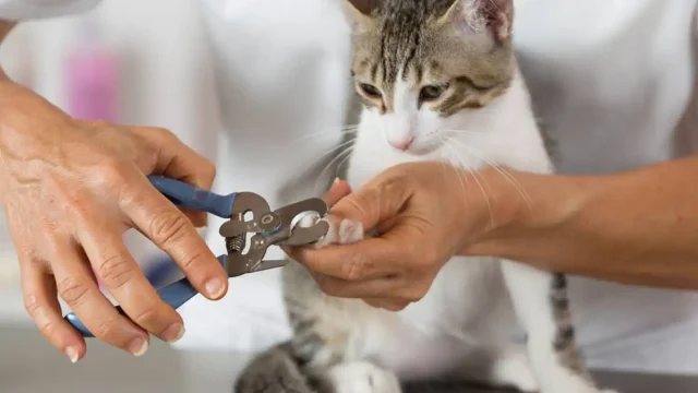 Pets and Pet Care